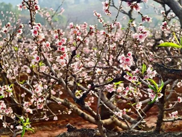 粉色风暴来袭！花雨芬芳，东川这里桃花已燃！