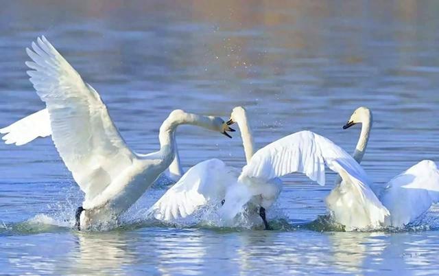 三门峡天鹅数量更新！这份“一日游最佳路线”请收好→
