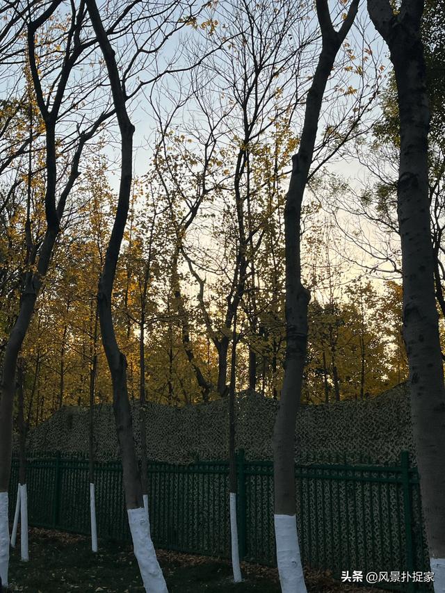 南昌艾溪湖湿地公园，银杏慢慢变黄了！