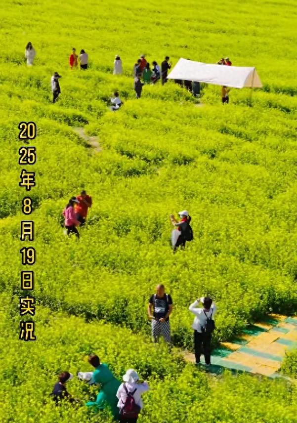 天山花海油菜花+地肤+绣球花...让你邂逅时光里的诗意秋景