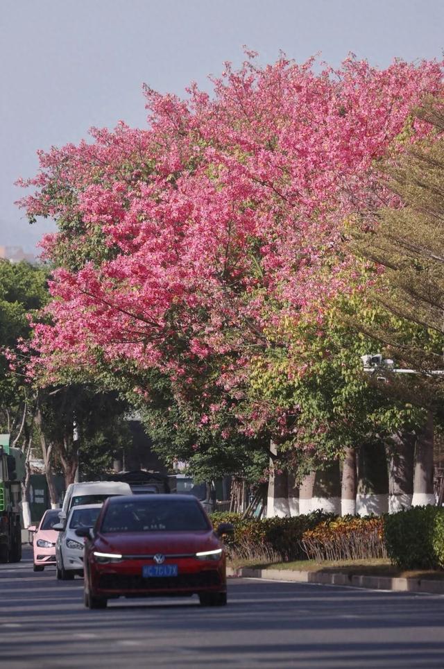 新晋打卡点！泉州市区这些限定“花海”全都美翻了……