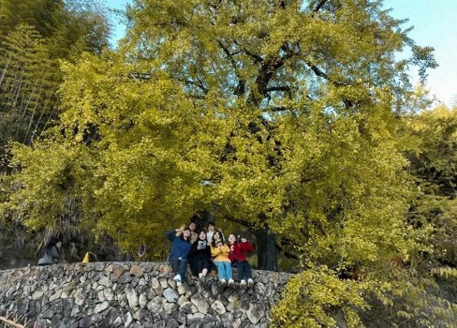 福州现存数量最多！古银杏迎来最佳观赏期