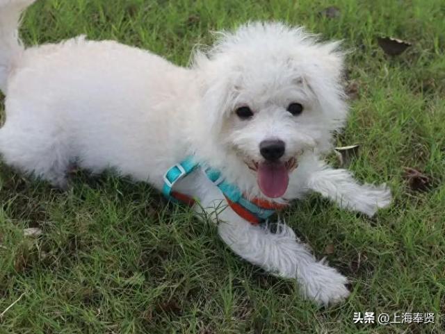 还在纠结带毛孩子去哪？奉贤养宠人，这些宠物友好地点你不能不知道