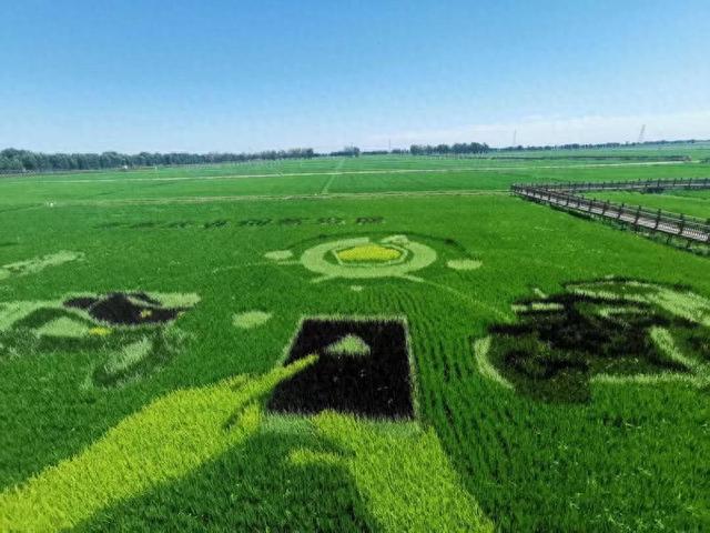 坐小火车打卡稻田画！这个地方生产观光两不误！