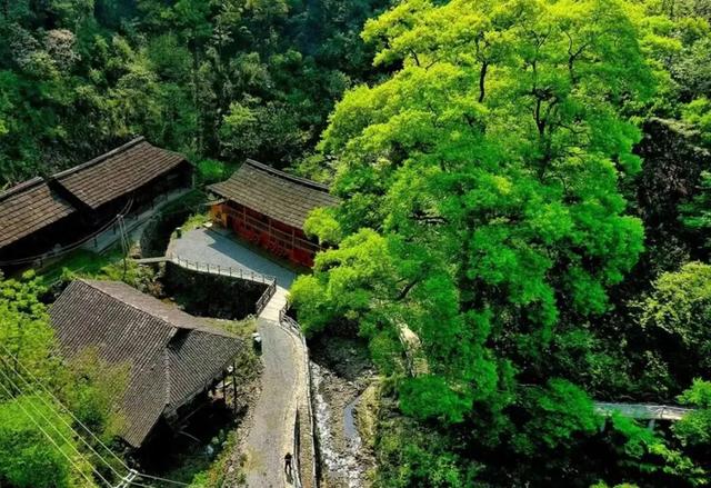 湖南1500年梓叶槭黄叶了，全国不到500株，上百年的只找到一株