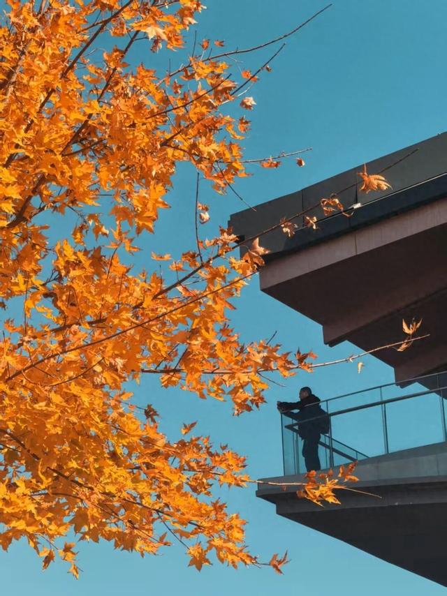 发现丰台之美 | 满目鎏金，层林尽染！南森美如画——