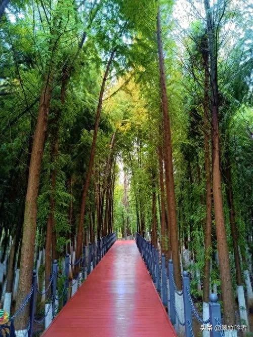 后悔来晚了,地铁直达的免费宝地,遛娃拍照绝佳,周末立刻出发。