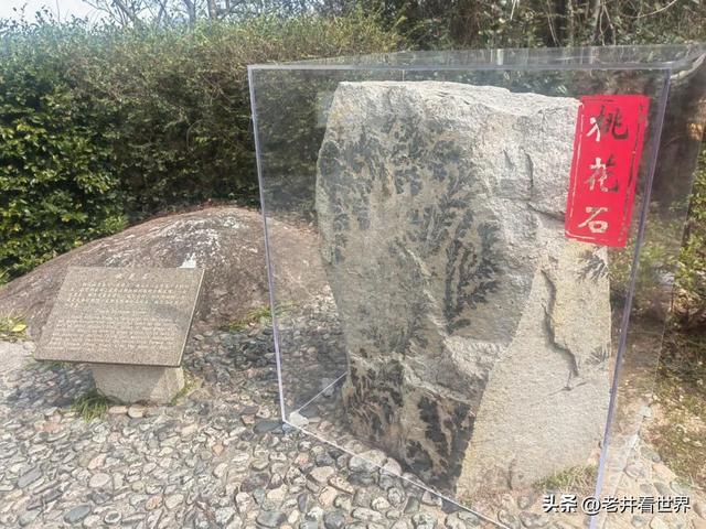 醉在桃花岛 文‖井明新
