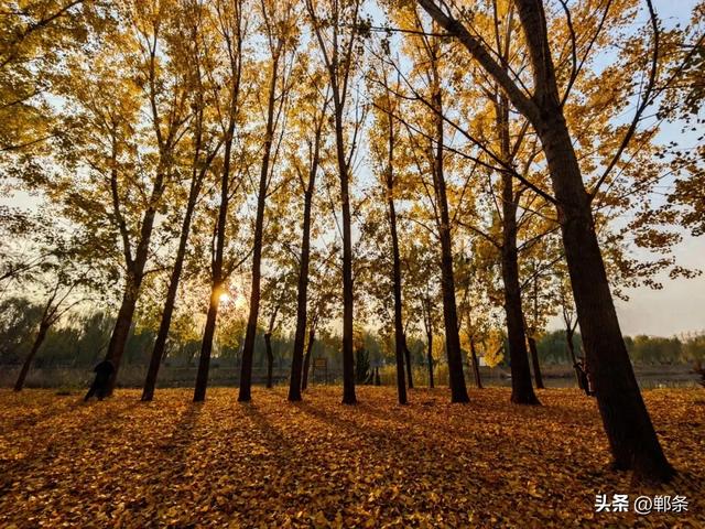 魏县:一卷斑斓 满城诗意