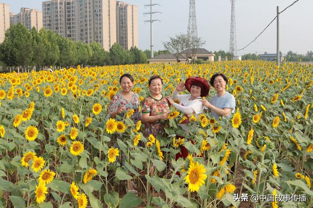葵花向阳开 夏日金色游 湖北枝江三峡水乡的浪漫之约