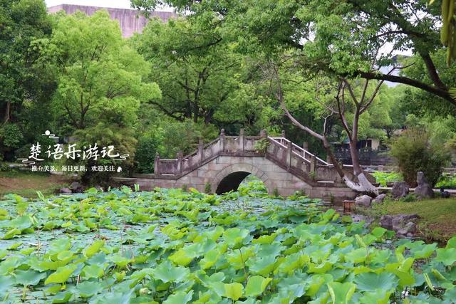 浙江宁波的老牌小众公园，被人忽略却是赏荷胜地，非常值得游玩