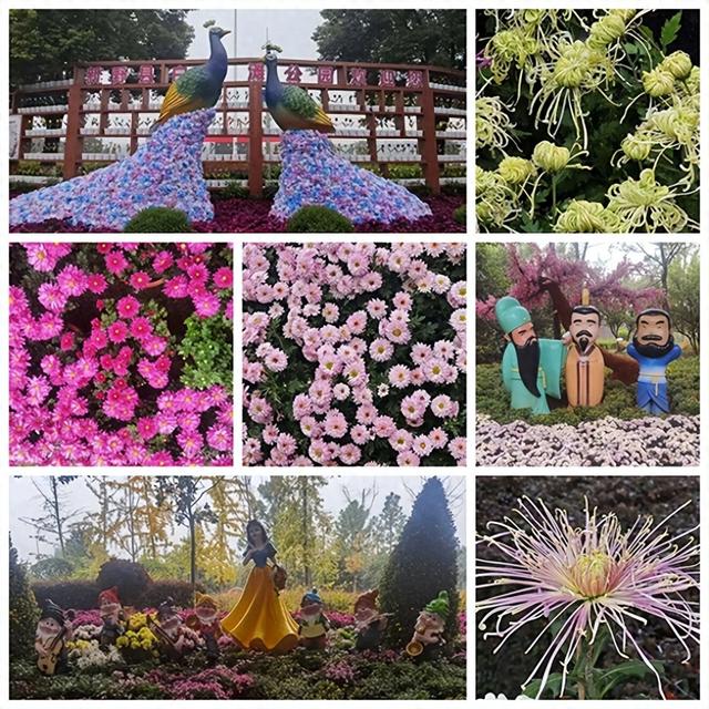 从青丝到白发——河南新野菊展有感