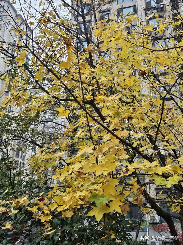 枫叶的世界，犹如童话的世界，美不胜收，心旷神怡!