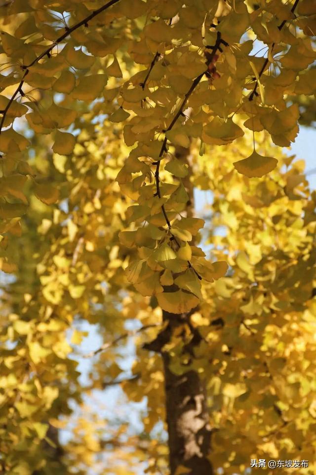 东坡银杏已“上分” ！快来拍