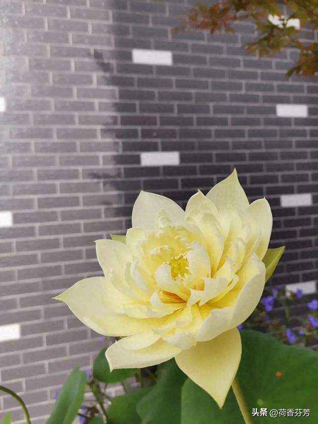 表面的词语解释（四年级语文上册重点词语解释分单元汇总）