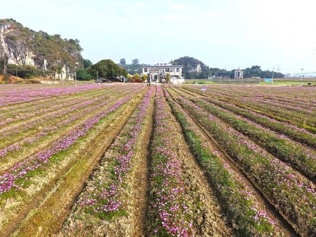 约吗？百亩格桑花海怒放，玉林这个村美出圈