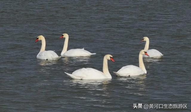 【马力全开贺新春】黄河口2026新春预告|潮玩湿地,解锁马年N种打开方式