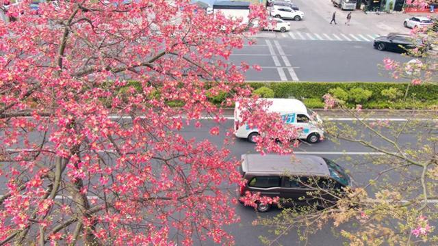 一路一花开，四季如诗“里”