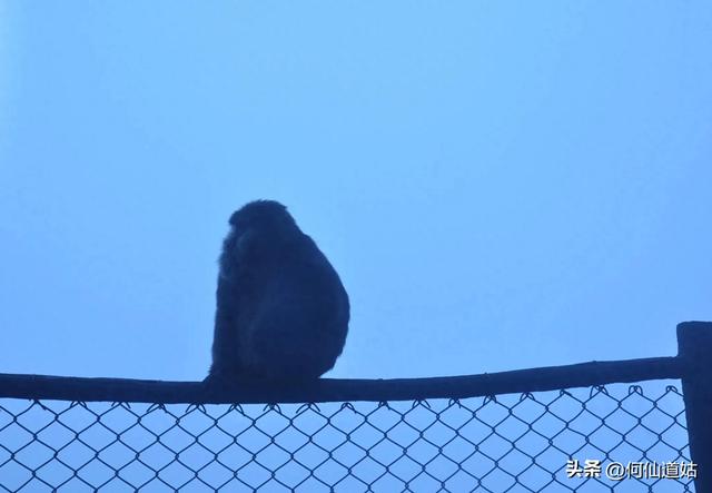 峨眉山的猴子