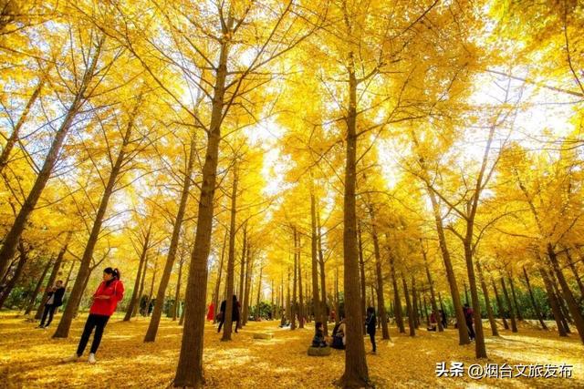 【乐游烟台】接下来，烟台福山的秋天长这样