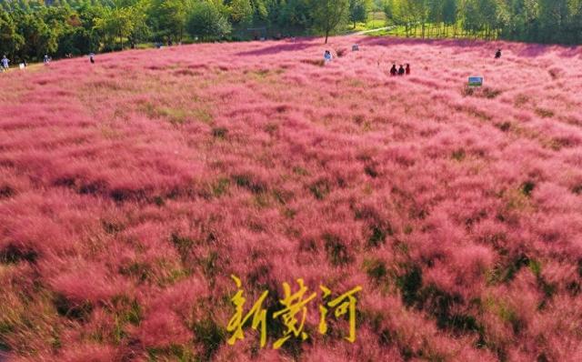 滨州喜鹊湖：秋日粉黛，如梦花海