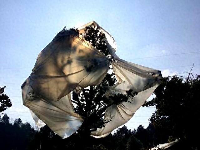 浑圆桩：是“精神力量决定身体力”还是忽悠？让实践者说话！