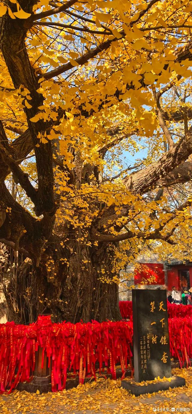 日照莒县浮来山，深秋的银杏树
