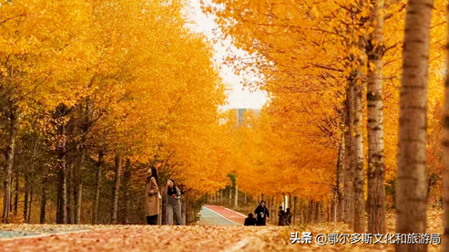 美到词穷！鄂尔多斯的秋天，每一帧都是壁纸