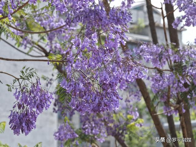 初夏限定！蓝花楹开满枝头，解锁罗平的紫色治愈风景