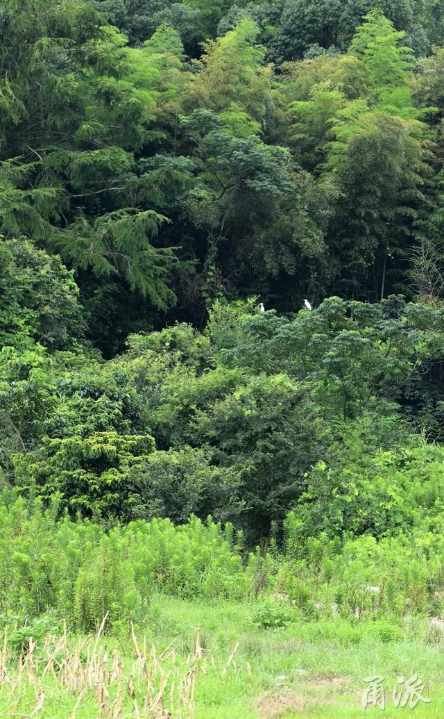 这条大嵩岭古道，藏着整个夏天的秘密