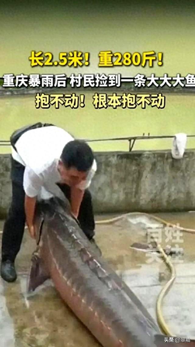 大雨过后，重庆一村民捡到280斤重大鱼，抱不动，根本抱不动！