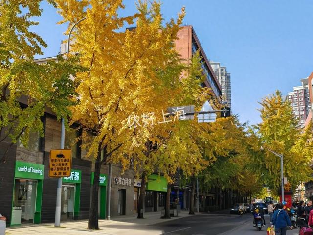 出片率100%！上海人都在找这个“限定露台”！这条“银杏大道”好拍又好吃！