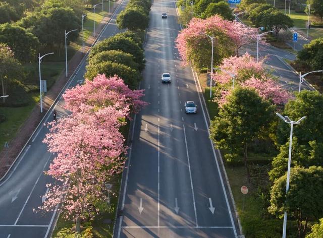 一秒圈“粉”！鼎湖的“美人树”盛情绽放