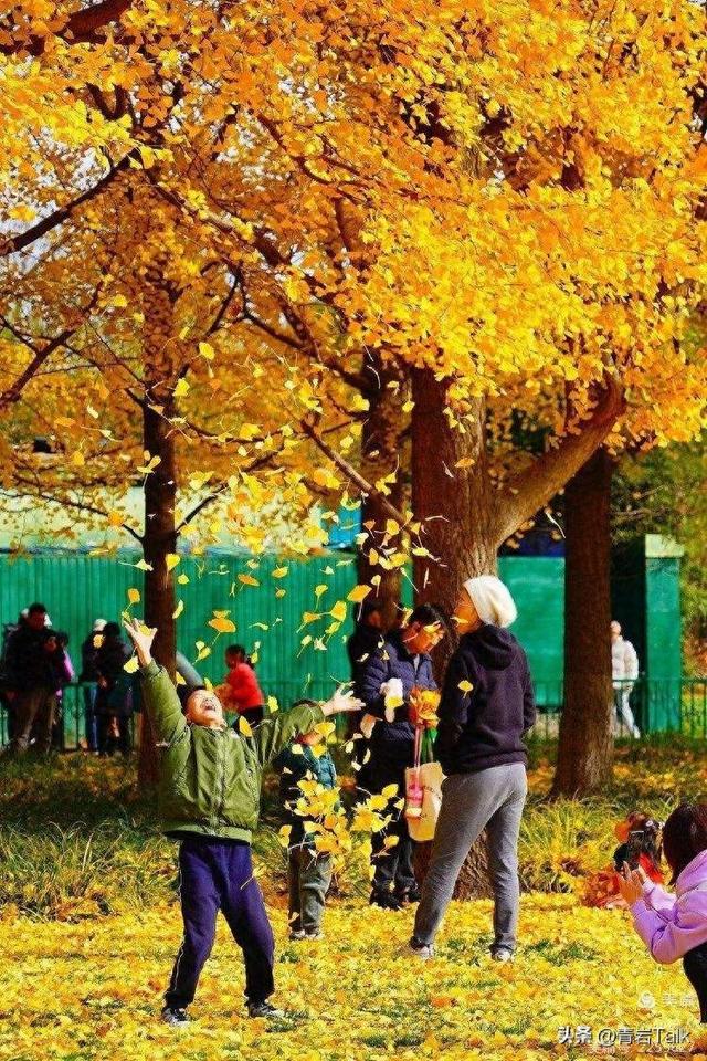 赏秋遇糟心，游客躲暴走族、劝阻遭无视，普通人咋破局？