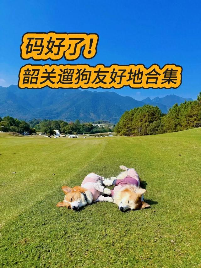 在韶关，带毛孩子去哪“浪”？这份宠物友好地图请收藏，撒欢不踩雷~