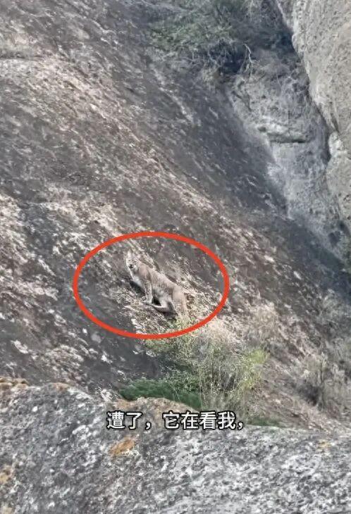 视频博主在新疆玛纳斯河大峡谷徒步，偶遇顶级猎食者，“汗毛都炸开了，吓死我”，当地文旅回应