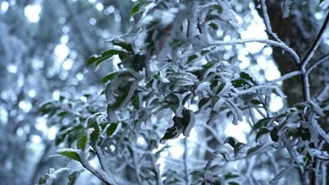 江西宁都：莲花山现雾凇奇观 银装素裹引客来