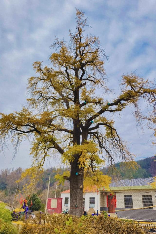 武汉黄陂初冬美如画，830岁古银杏披“金甲”