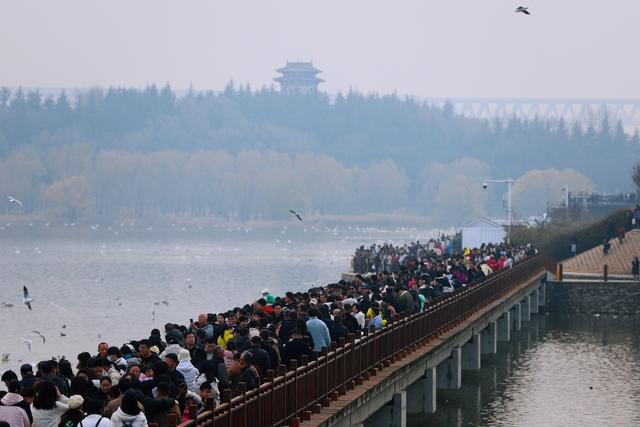 解码网红城市三门峡：邂逅天鹅、黄河与大桥的诗意交响