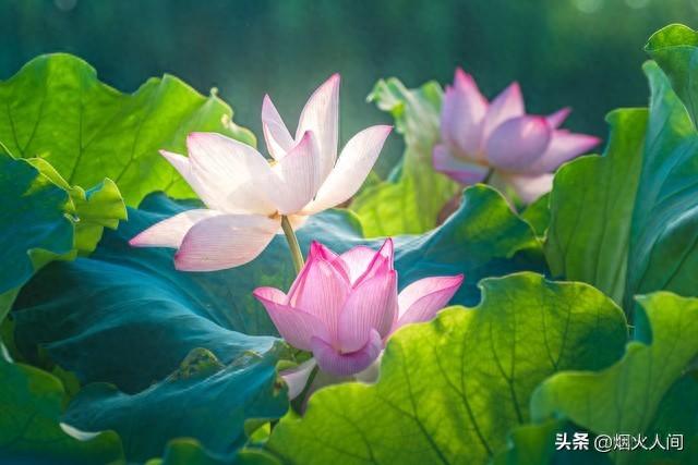 两性关系：“泡”一个中年女人，你越“直白”	，她越容易动情