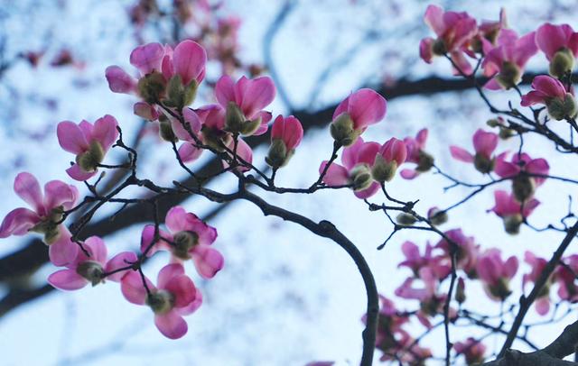 【河南鲁山：辛夷花开报春来】