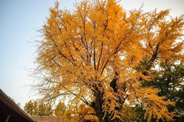 临沂：古银杏树叠翠流金