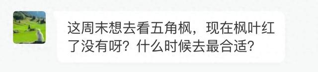 “您问我答” 丨五角枫现在到观赏期了吗？