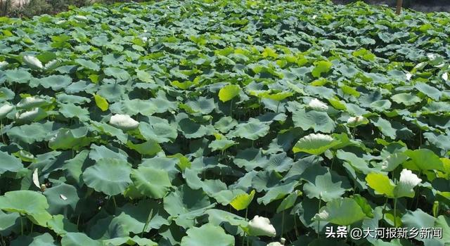 “荷”你有约 卫辉南河柳园成打卡新地标