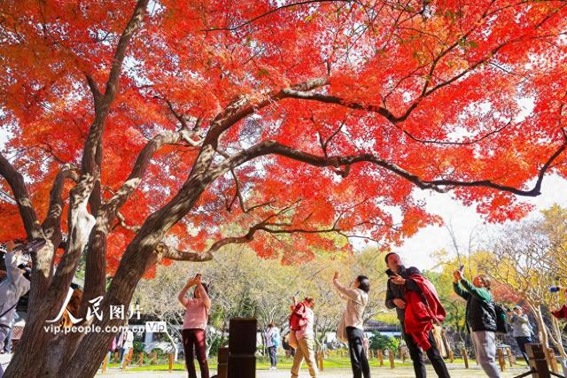 江苏南京：莫愁湖公园冬景醉游人