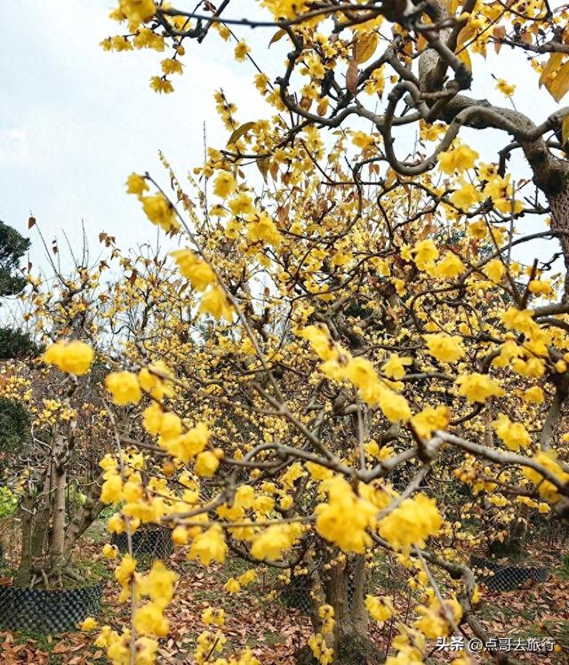 成都超大规模腊梅花，30000余株，不要门票，百年老桩更是惊艳！
