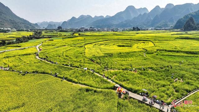 油菜花开春色美