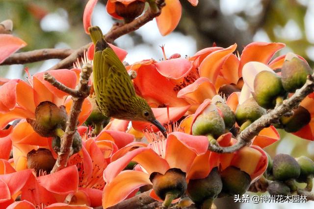 云南龙陵：怒江畔木棉似火 沿江风光春色怡人