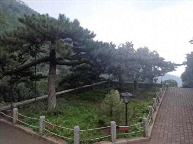 新树补植延“血脉” 中天门有望重现“五大夫松”历史风貌