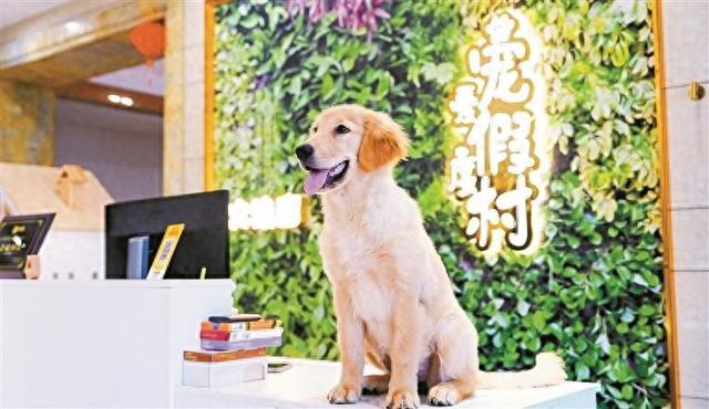 宠物王国单机版无敌（两万平方米宠物王国）